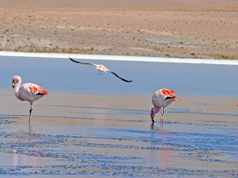 Hermosos flamencos